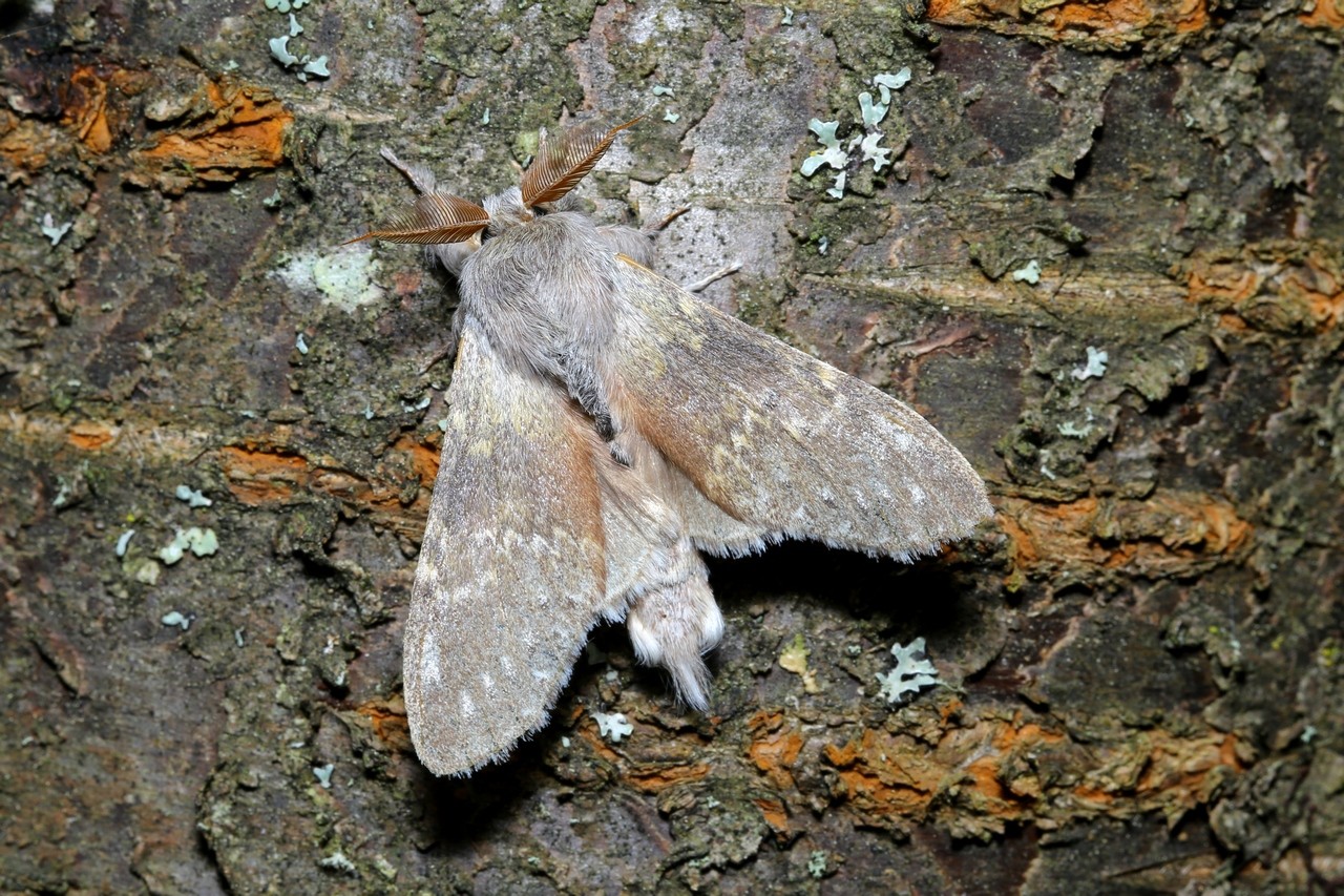 Stauropus fagi (Linnaeus, 1758) - Ecureuil, Staurope du Hêtre (mâle)