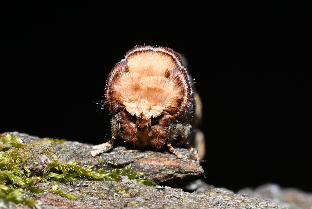 Phalera bucephala (Linnaeus, 1758) - Bucéphale, Lunule