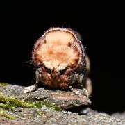 Phalera bucephala (Linnaeus, 1758) - Bucéphale, Lunule