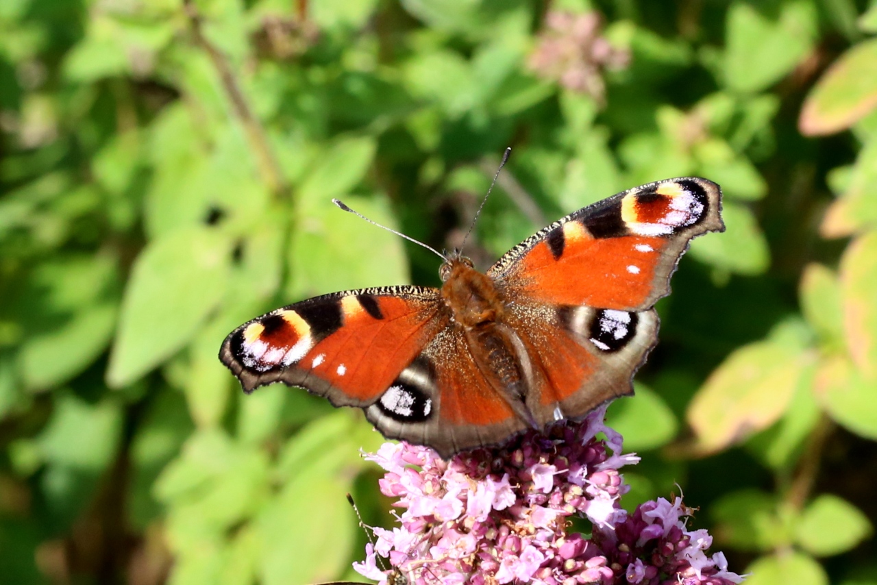 Aglais io (Linnaeus, 1758) - Paon du Jour