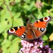 Aglais io (Linnaeus, 1758) - Paon du Jour