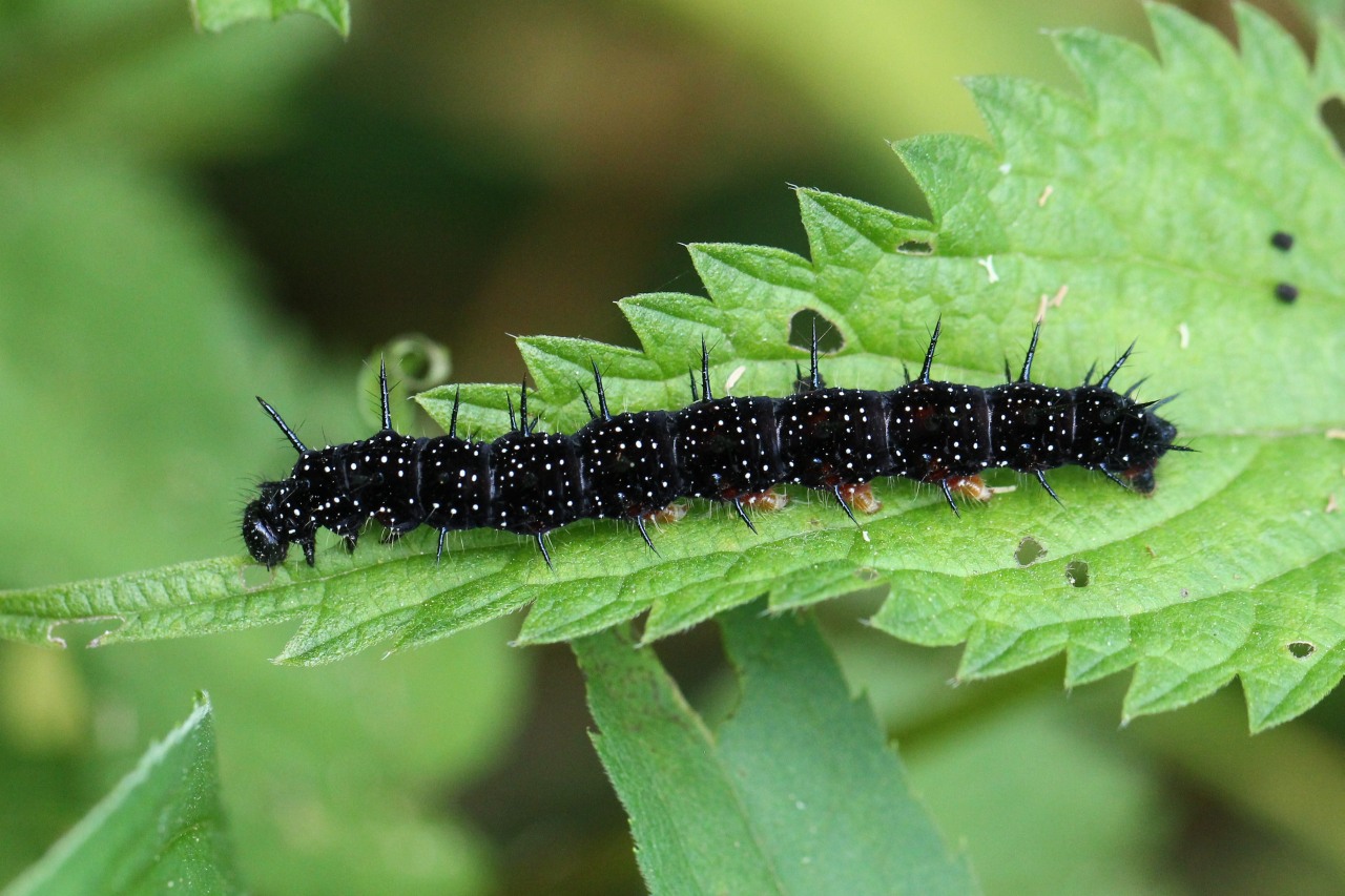 Aglais io (Linnaeus, 1758) - Paon du Jour (chenille)