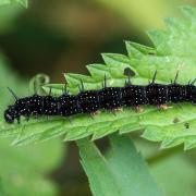 Aglais io (Linnaeus, 1758) - Paon du Jour (chenille)