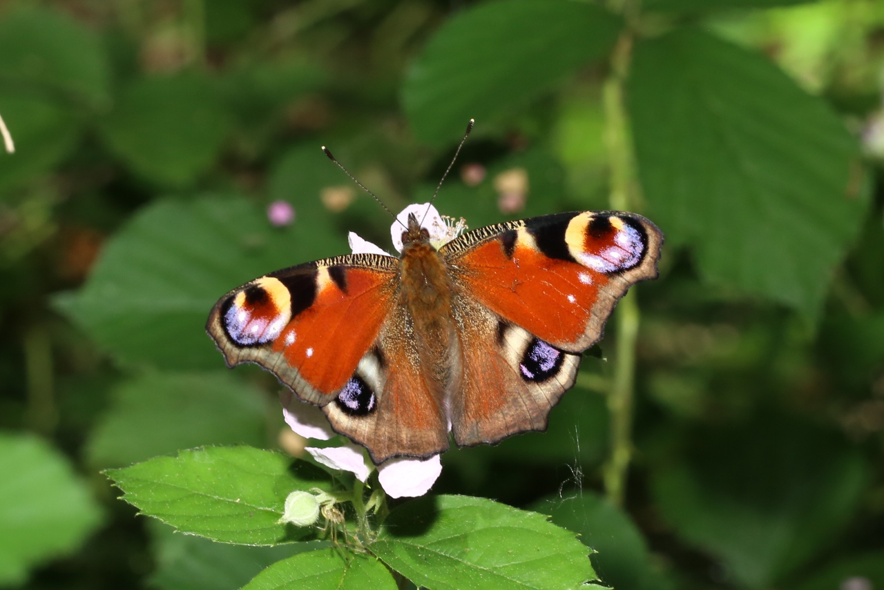 Aglais io (Linnaeus, 1758) - Paon du Jour