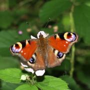 Aglais io (Linnaeus, 1758) - Paon du Jour