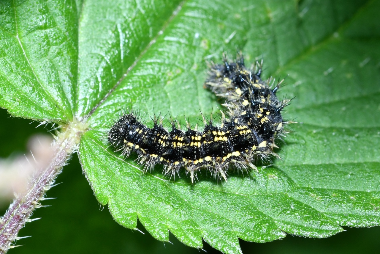 Aglais urticae (Linnaeus, 1758) - Petite Tortue, Vanesse de l'Ortie (chenille)