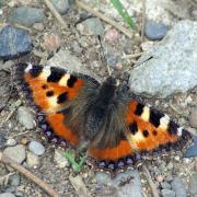 Aglais urticae (Linnaeus, 1758) - Petite Tortue, Vanesse de l'Ortie, Petit-Renard