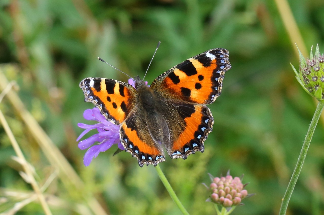 Aglais urticae (Linnaeus, 1758) - Petite Tortue, Vanesse de l'Ortie, Petit-Renard