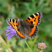 Aglais urticae (Linnaeus, 1758) - Petite Tortue, Vanesse de l'Ortie, Petit-Renard