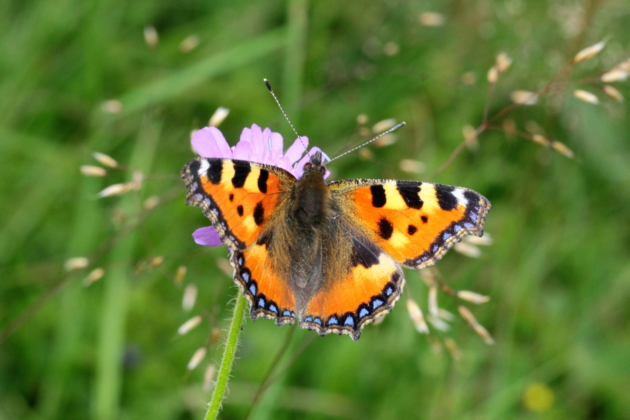 Aglais urticae (Linnaeus, 1758) - Petite Tortue, Vanesse de l'Ortie, Petit-Renard