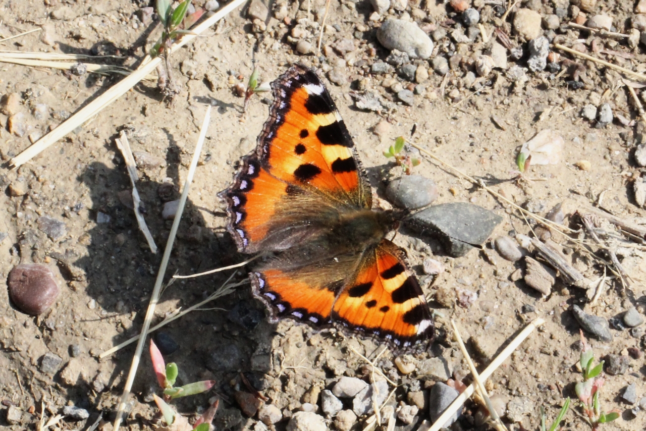 Aglais urticae (Linnaeus, 1758) - Petite Tortue, Vanesse de l'Ortie, Petit-Renard