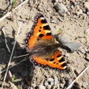 Aglais urticae (Linnaeus, 1758) - Petite Tortue, Vanesse de l'Ortie, Petit-Renard