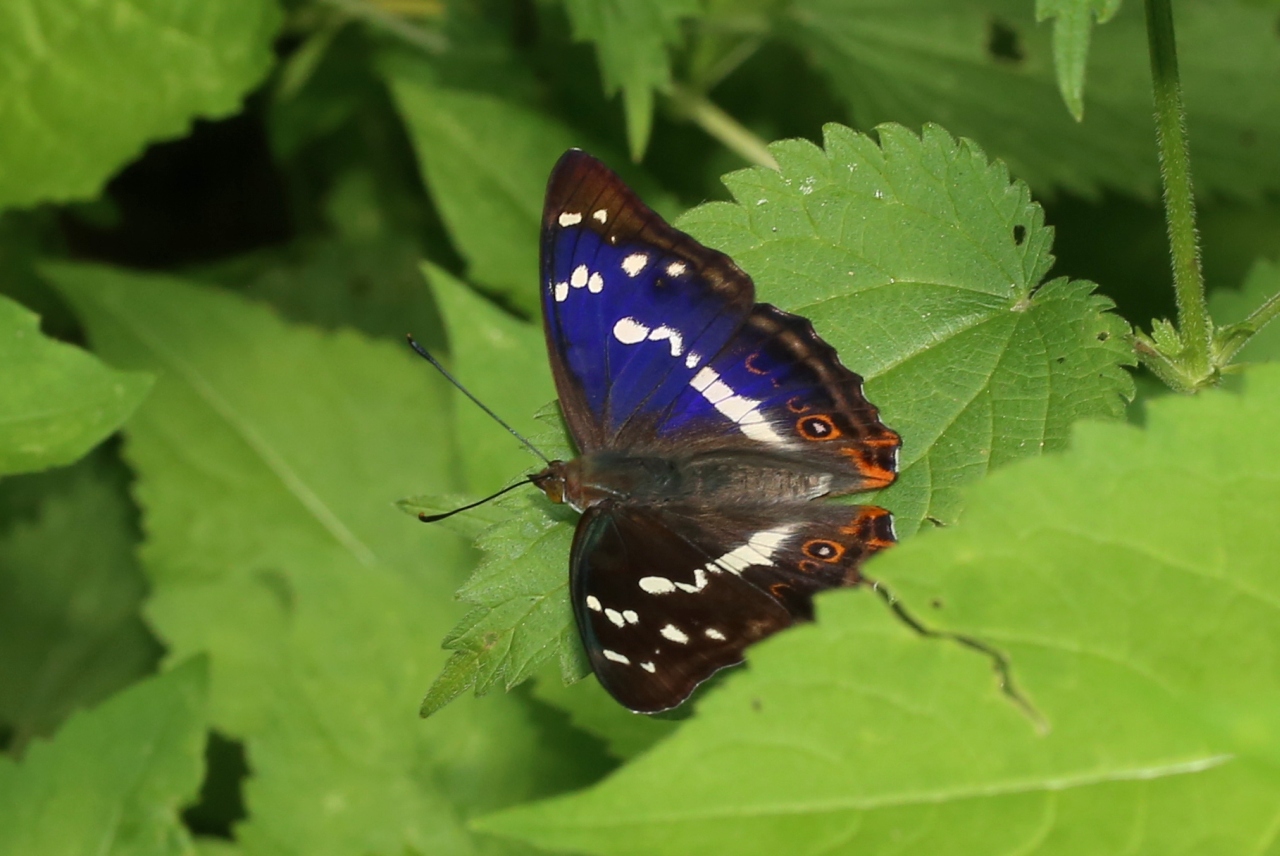 Apatura iris (Linnaeus, 1758) - Grand Mars changeant