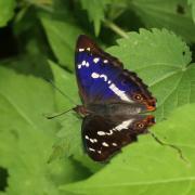 Apatura iris (Linnaeus, 1758) - Grand Mars changeant