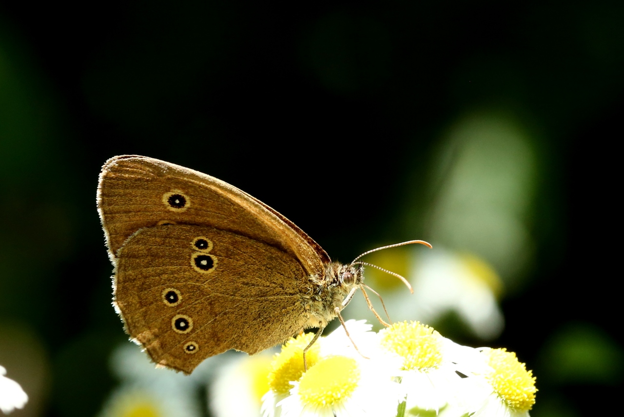 Aphantopus hyperantus (Linnaeus, 1758) - Tristan