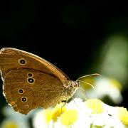 Aphantopus hyperantus (Linnaeus, 1758) - Tristan