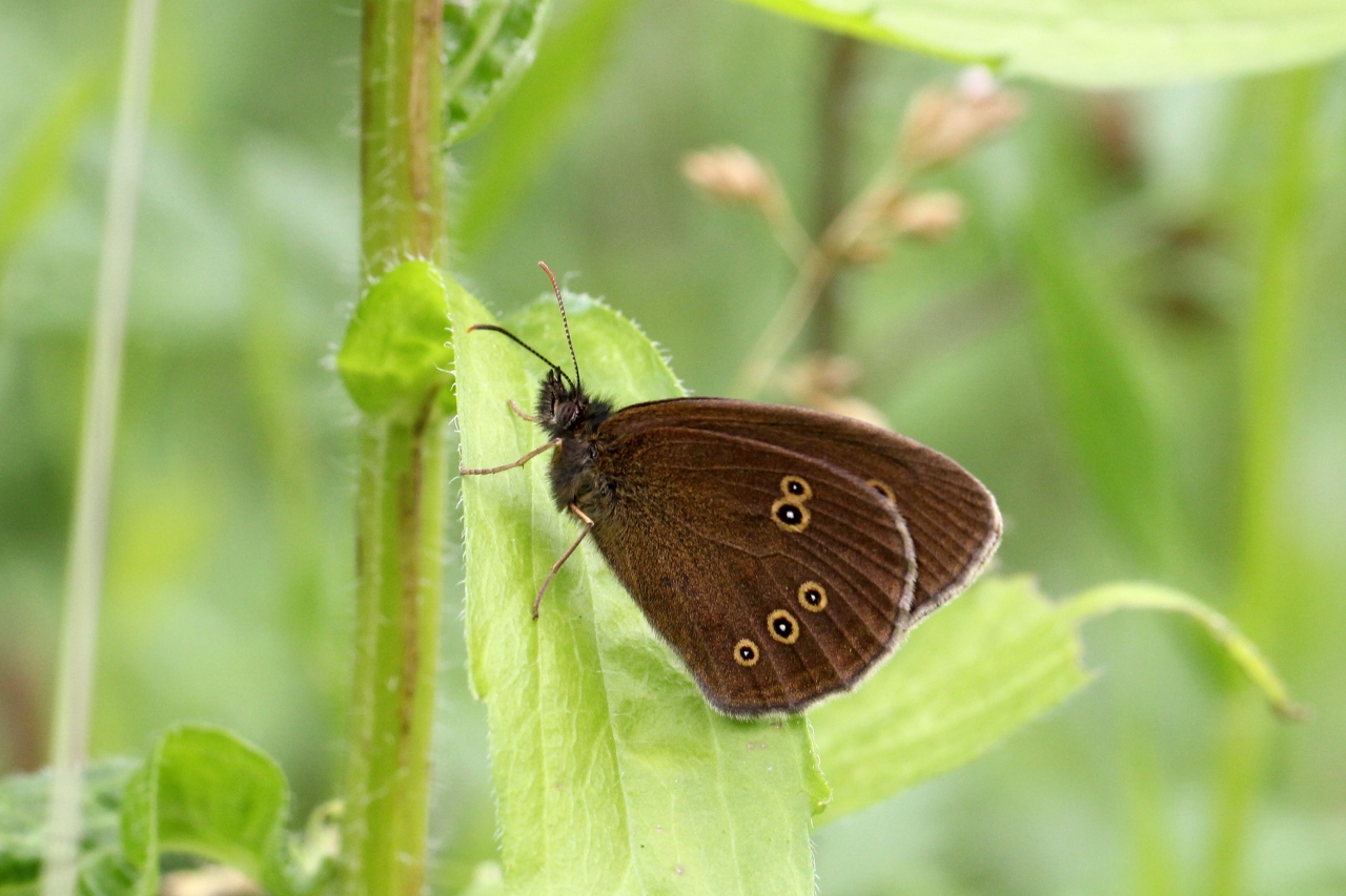 Aphantopus hyperantus (Linnaeus, 1758) - Tristan