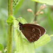 Aphantopus hyperantus (Linnaeus, 1758) - Tristan