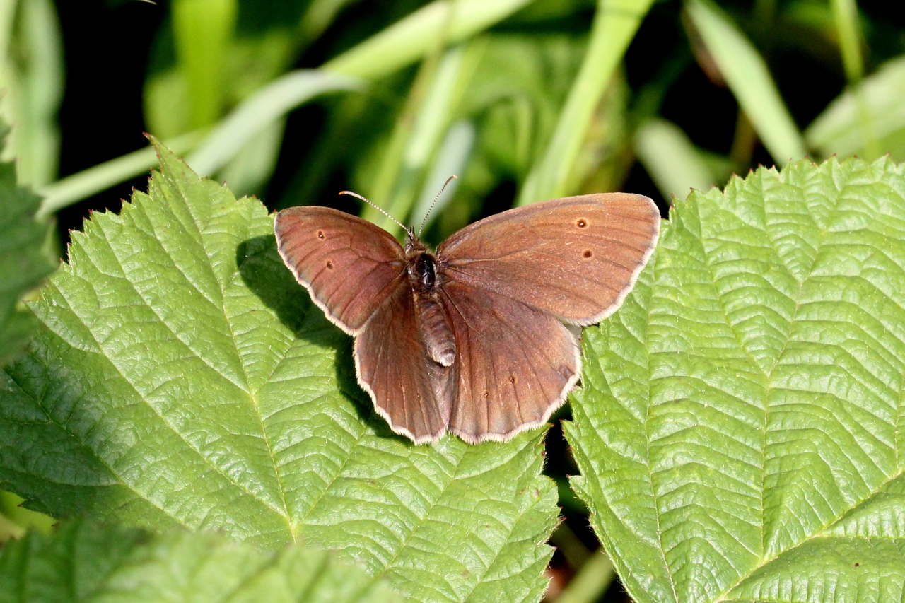 Aphantopus hyperantus (Linnaeus, 1758) - Tristan