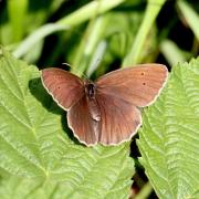 Aphantopus hyperantus (Linnaeus, 1758) - Tristan