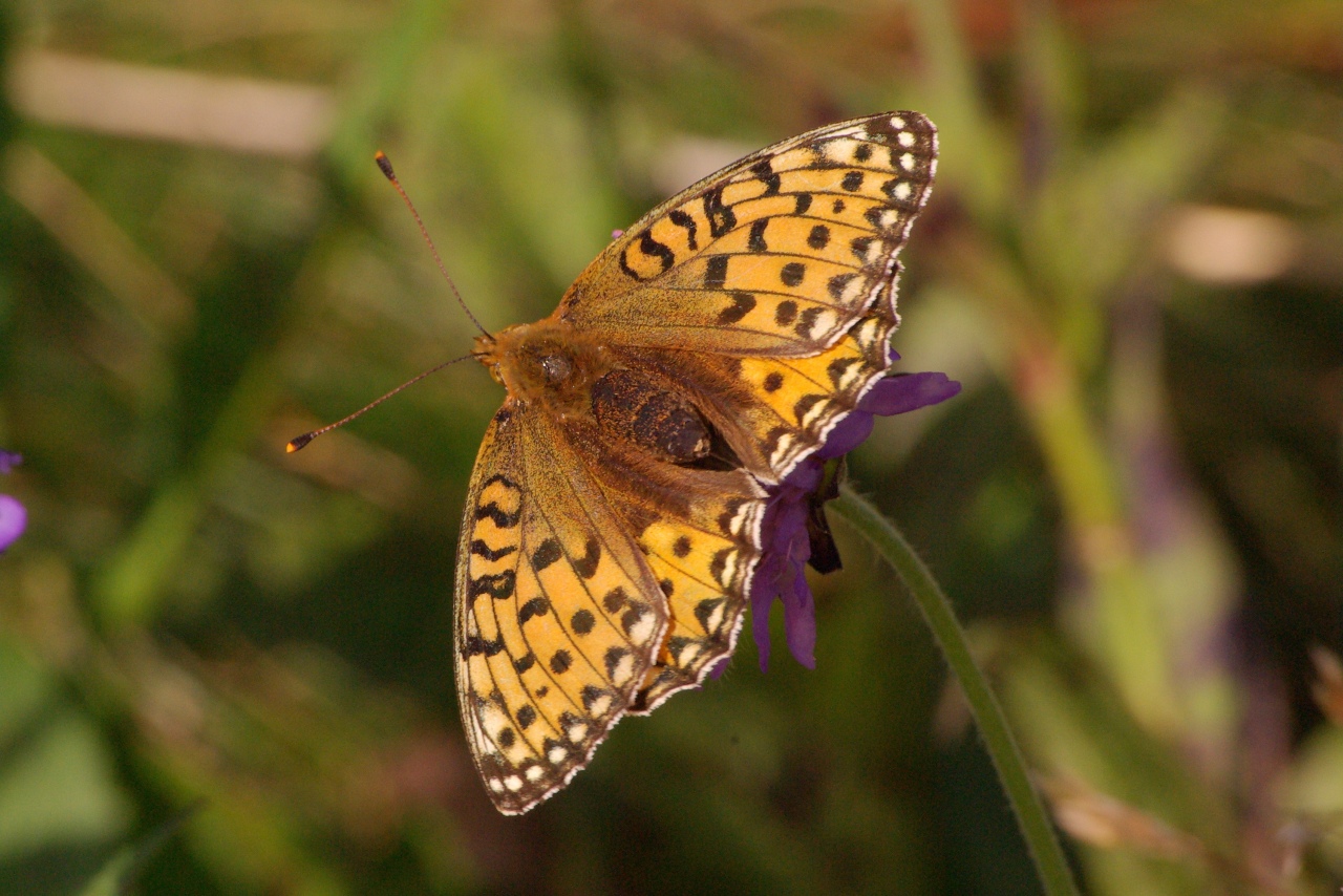 Speyeria aglaja (Linnaeus, 1758) - Grand Nacré, Aglaé