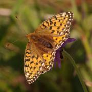 Speyeria aglaja (Linnaeus, 1758) - Grand Nacré, Aglaé