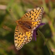 Speyeria aglaja (Linnaeus, 1758) - Grand Nacré, Aglaé