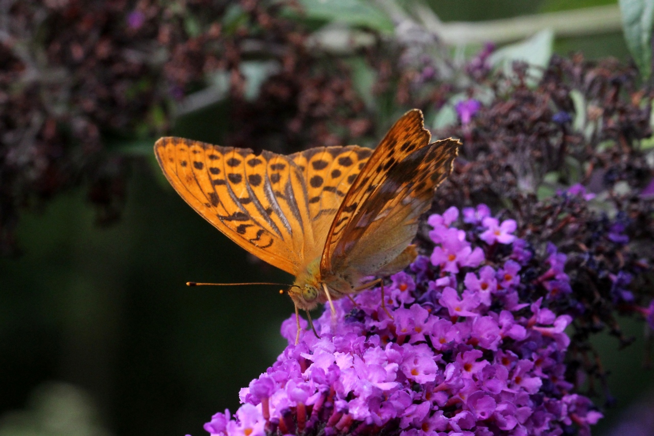 Argynnis paphia (Linnaeus, 1758) - Tabac d'Espagne, Nacré vert (mâle)