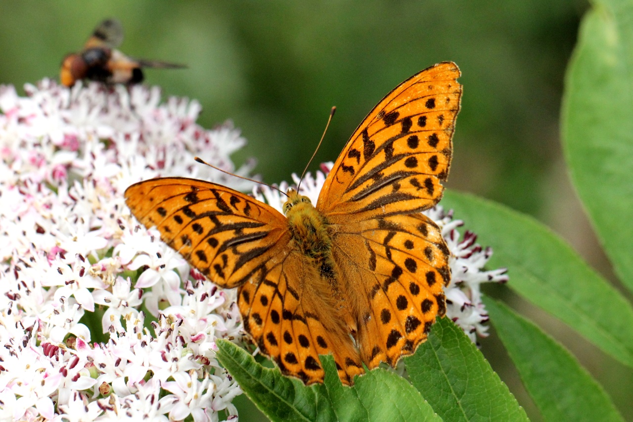 Argynnis paphia (Linnaeus, 1758) - Tabac d'Espagne, Nacré vert (mâle)