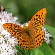 Argynnis paphia (Linnaeus, 1758) - Tabac d'Espagne, Nacré vert (mâle)