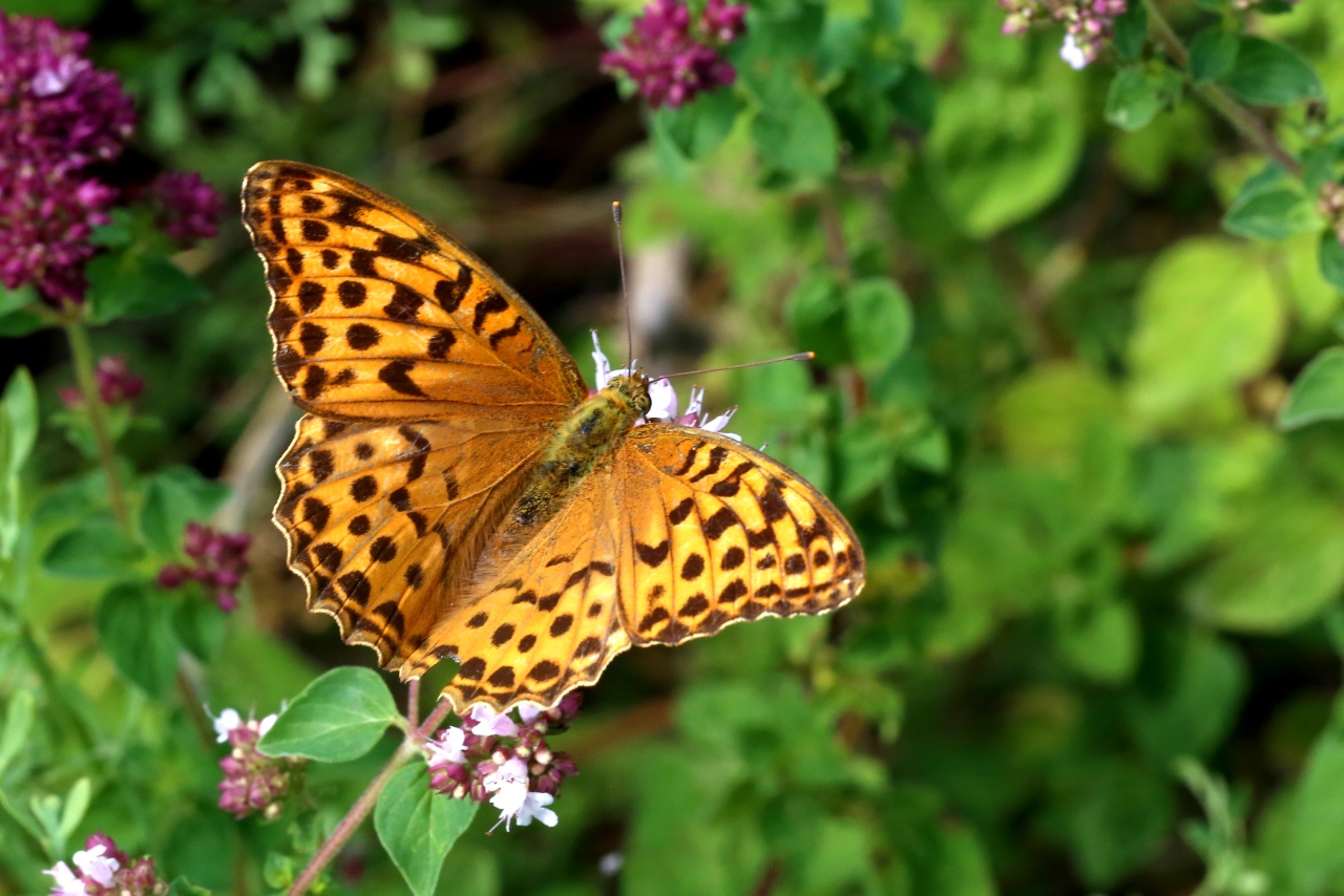 Argynnis paphia (Linnaeus, 1758) - Tabac d'Espagne, Nacré vert (femelle)