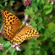 Argynnis paphia (Linnaeus, 1758) - Tabac d'Espagne, Nacré vert (femelle)