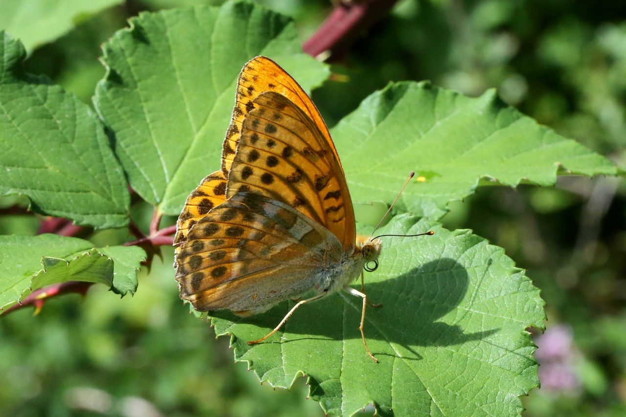 Argynnis paphia (Linnaeus, 1758) - Tabac d'Espagne, Nacré vert (mâle)