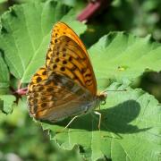 Argynnis paphia (Linnaeus, 1758) - Tabac d'Espagne, Nacré vert (mâle)