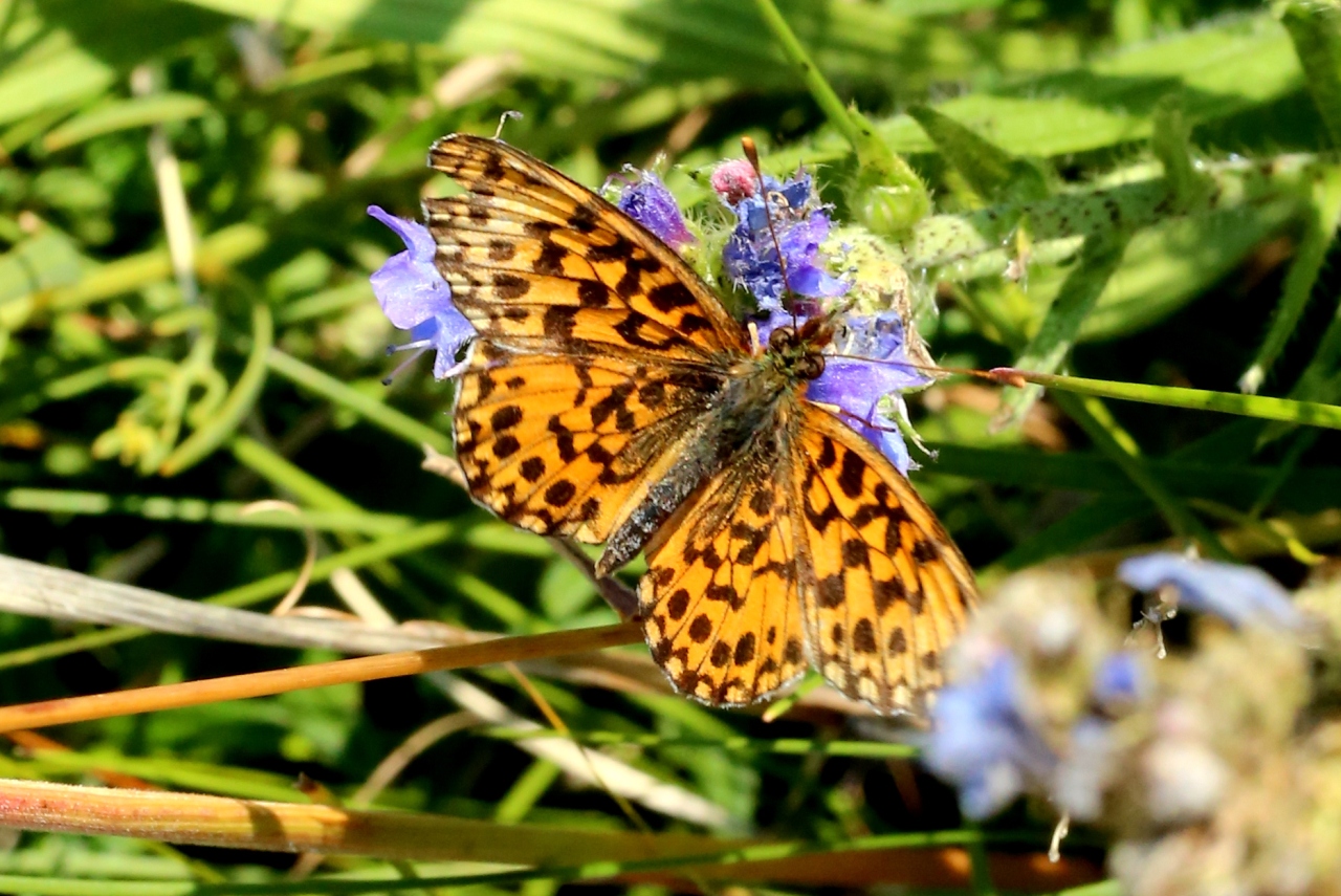 Boloria dia (Linnaeus, 1767) - Petite Violette, Nacré violet