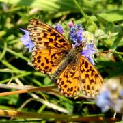 Boloria dia (Linnaeus, 1767) - Petite Violette, Nacré violet