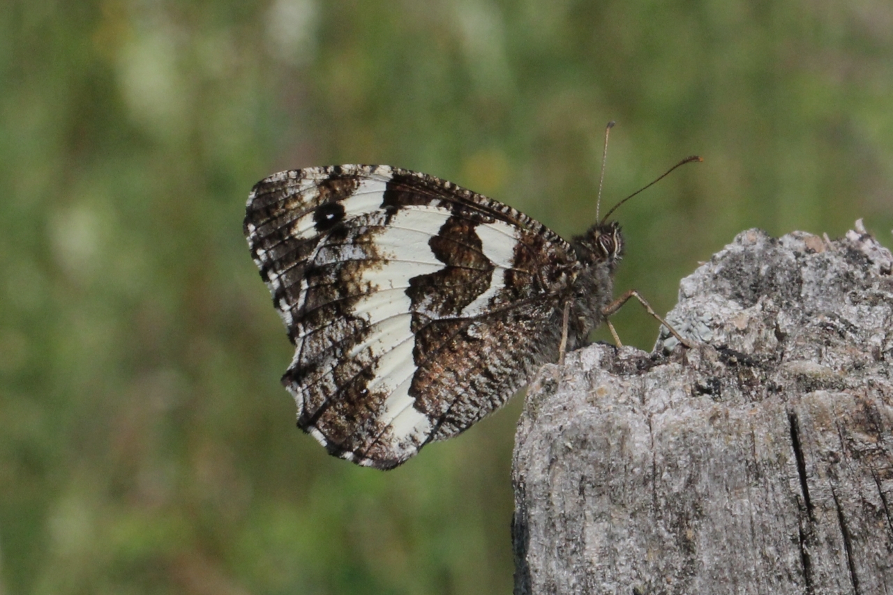 Brintesia circe (Fabricius, 1775) - Silène, Circé