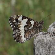 Brintesia circe (Fabricius, 1775) - Silène, Circé