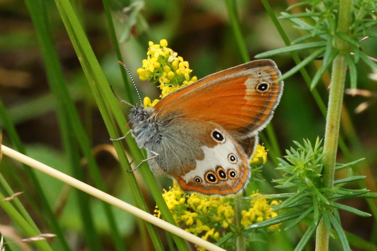 Coenonympha arcania (Linnaeus, 1760) - Céphale, Arcanie