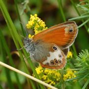 Coenonympha arcania (Linnaeus, 1760) - Céphale, Arcanie