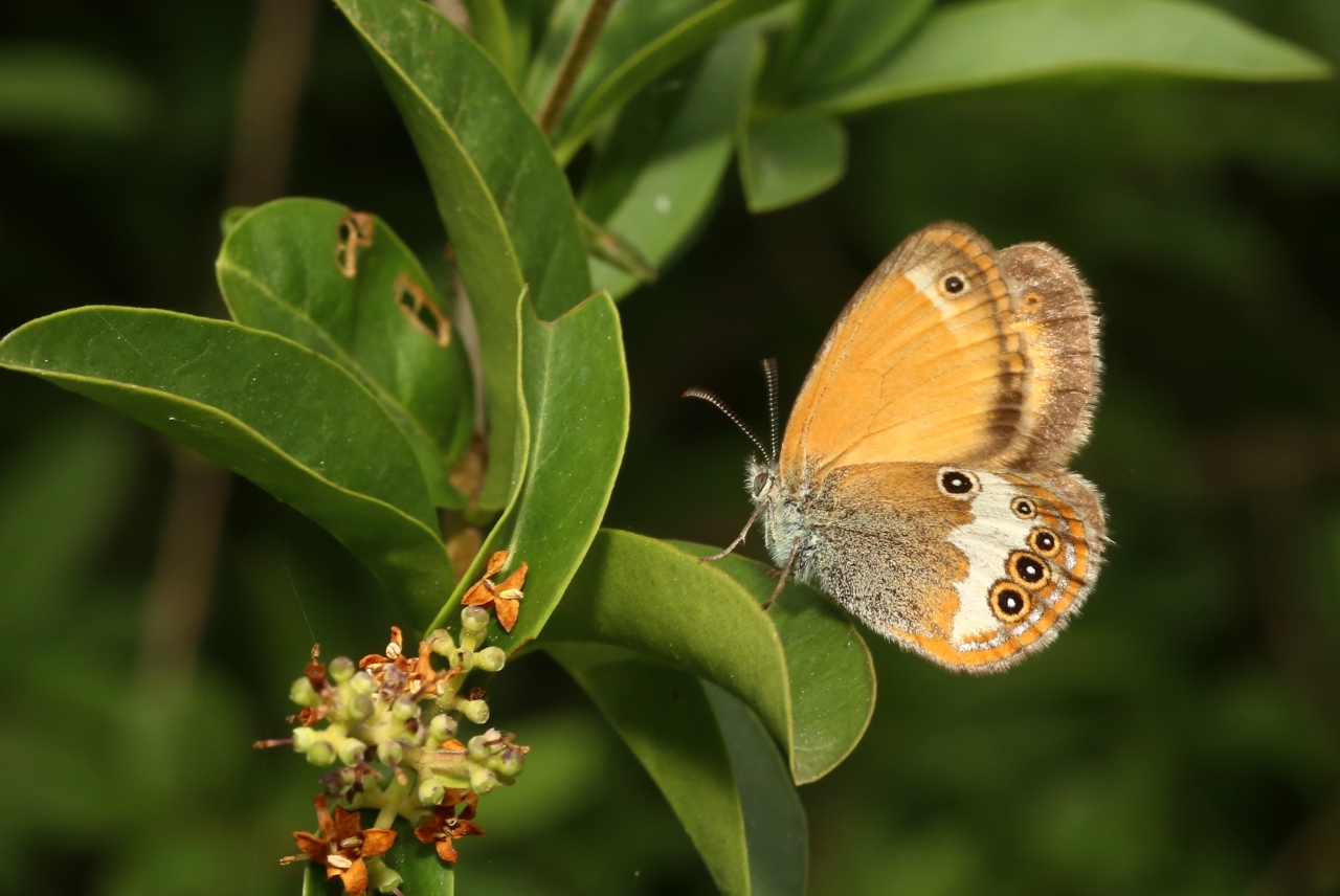 Coenonympha arcania (Linnaeus, 1760) - Céphale, Arcanie