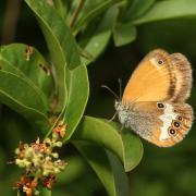 Coenonympha arcania (Linnaeus, 1760) - Céphale, Arcanie