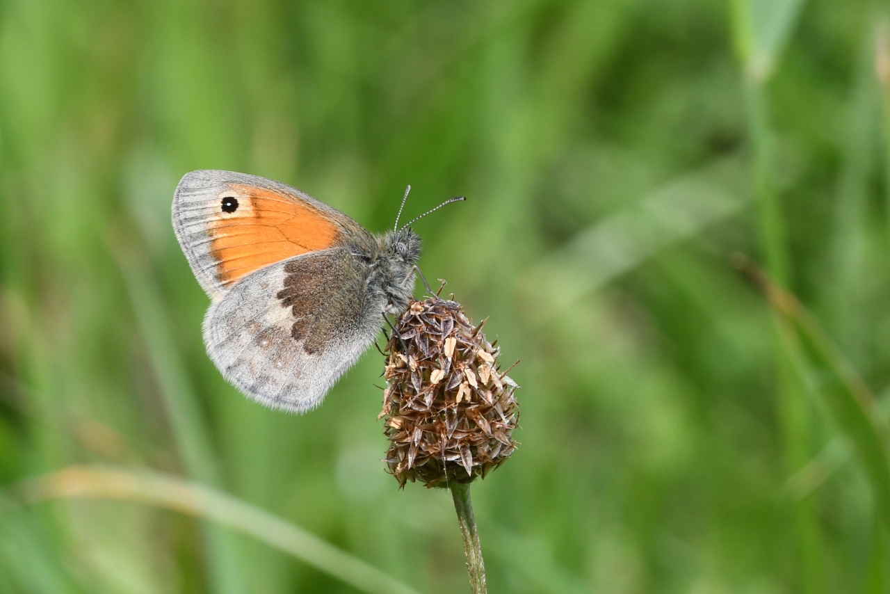 Coenonympha pamphilus (Linnaeus, 1758) - Fadet commun, Procris