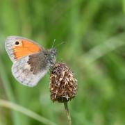 Coenonympha pamphilus (Linnaeus, 1758) - Fadet commun, Procris