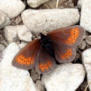 Erebia epiphron (Knoch, 1783) - Moiré de la Canche, Moiré alpestre