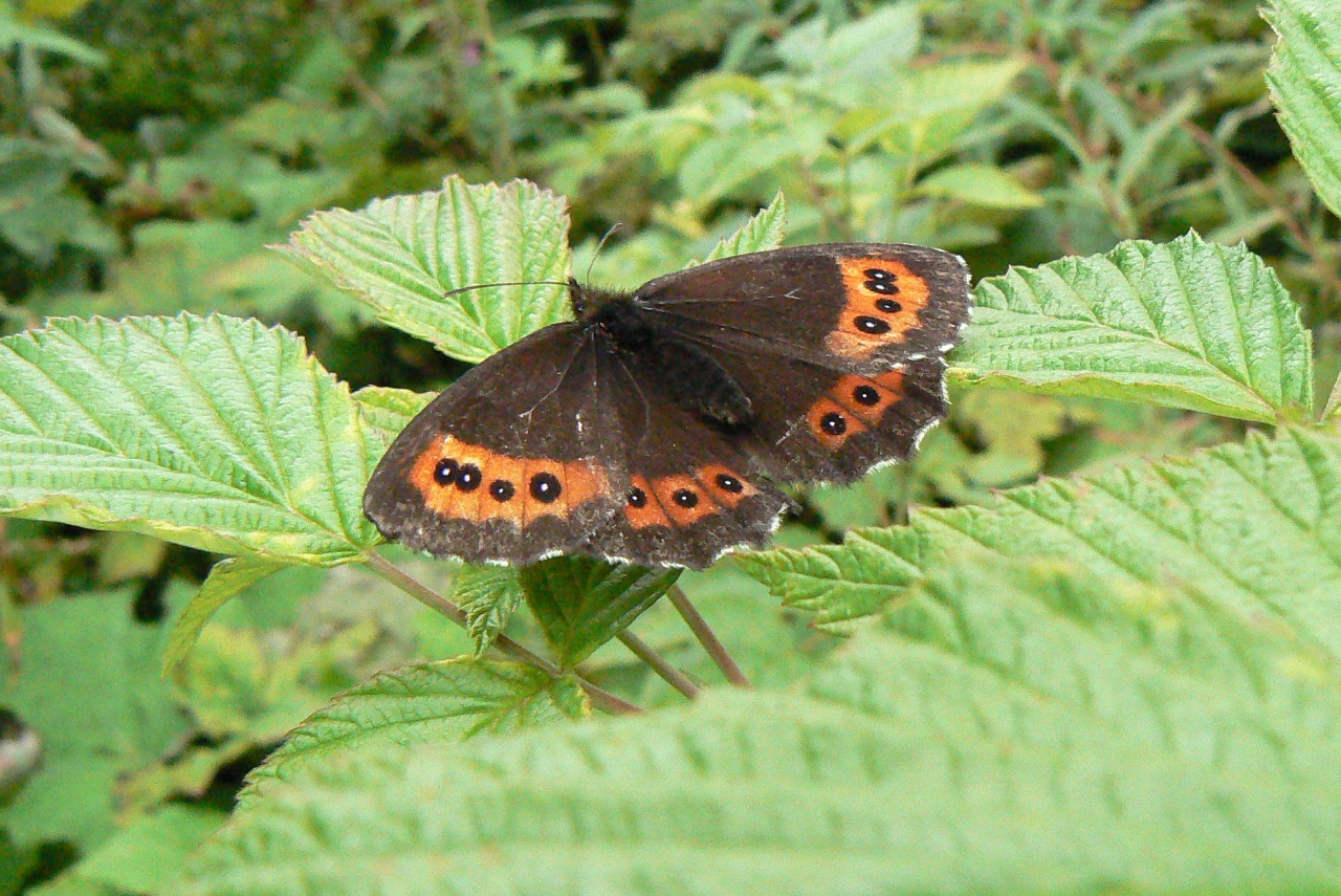 Erebia ligea (Linnaeus, 1758) - Moiré fascié, Moiré blanc-fascié