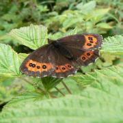 Erebia ligea (Linnaeus, 1758) - Moiré fascié, Moiré blanc-fascié