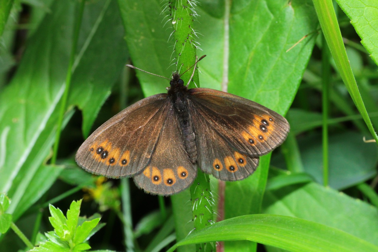 Erebia meolans (Prunner, 1798) - Moiré des Fétuques