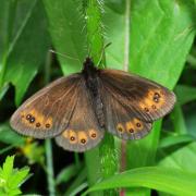 Erebia meolans (Prunner, 1798) - Moiré des Fétuques