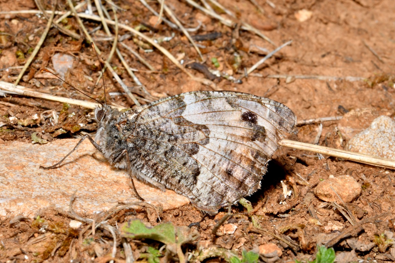 Hipparchia semele (Linnaeus, 1758) - Agreste